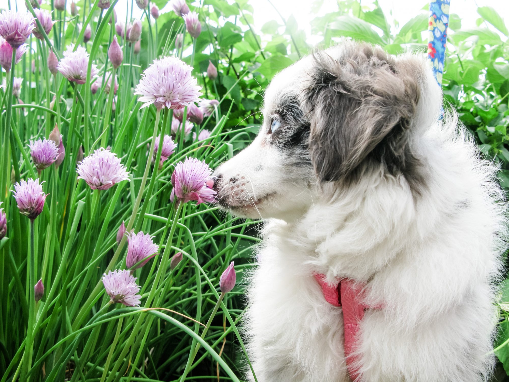 Mini / Toy Australian Shepherd Puppy Diamonds Flowers Mini / Toy Australian Shepherd Puppy Diamonds Flowers