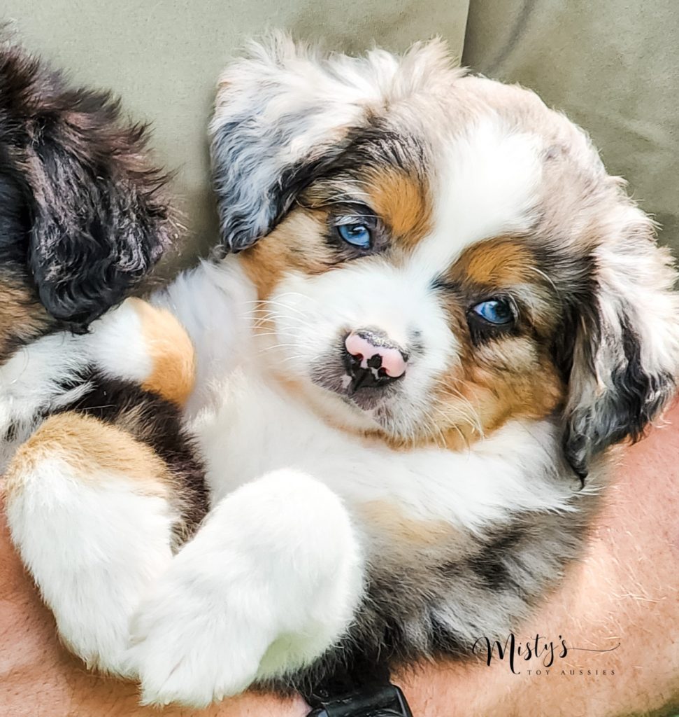 Mini / Toy Australian Shepherd Puppy