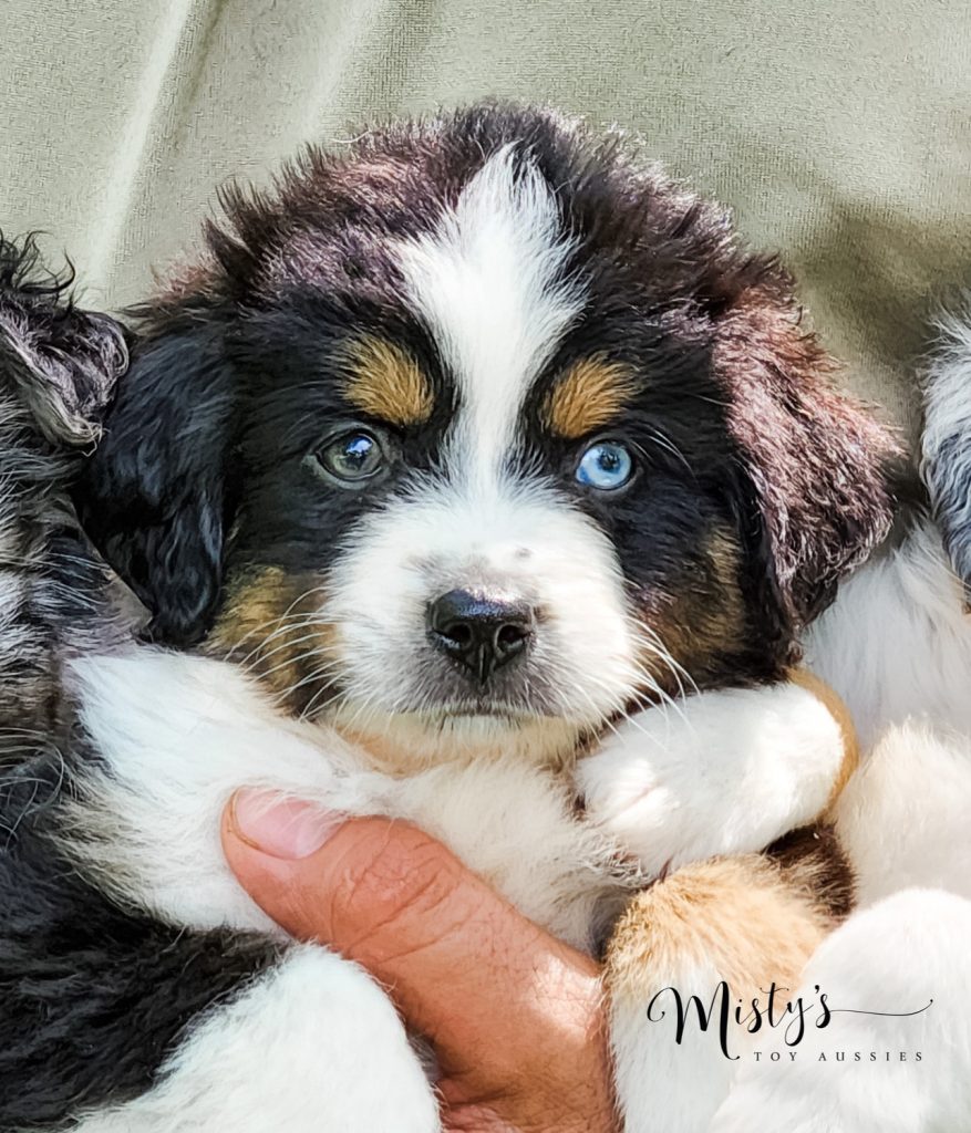 Mini / Toy Australian Shepherd Puppy