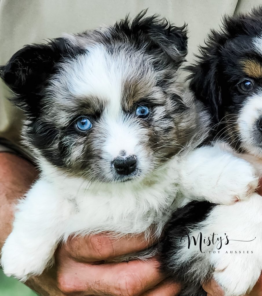 Mini / Toy Australian Shepherd Puppy Mini / Toy Australian Shepherd Puppy