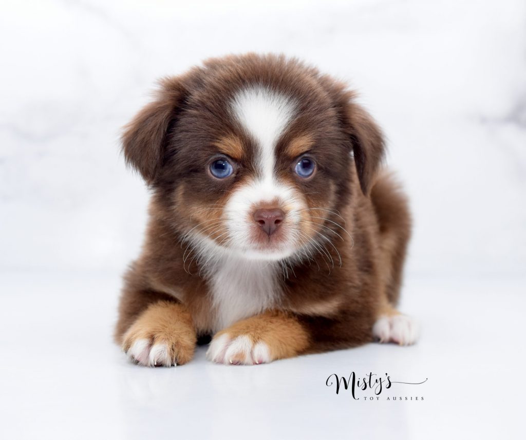 Mini / Toy Australian Shepherd Puppy Cherry Red Tri Mini / Toy Australian Shepherd Puppy Cherry Red Tri