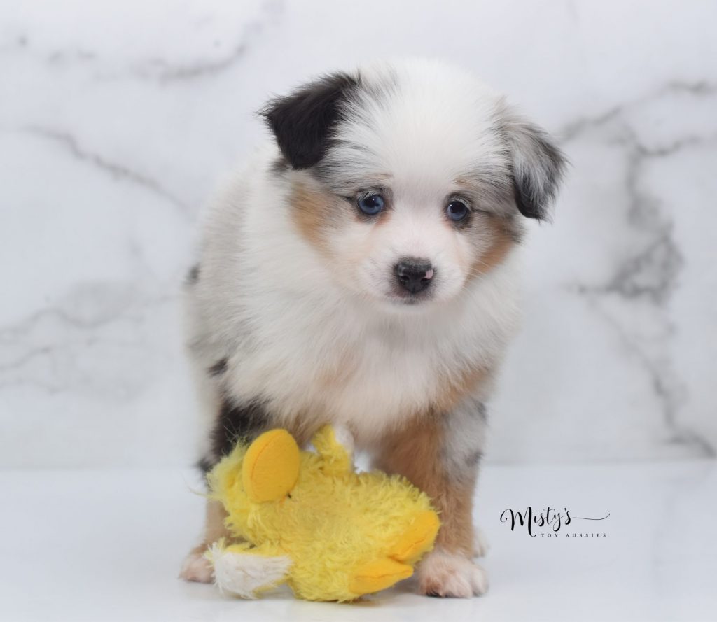 Mini / Toy Australian Shepherd Puppy Dolly