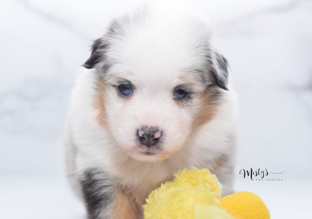 Mini / Toy Australian Shepherd Puppy Dolly Breeder