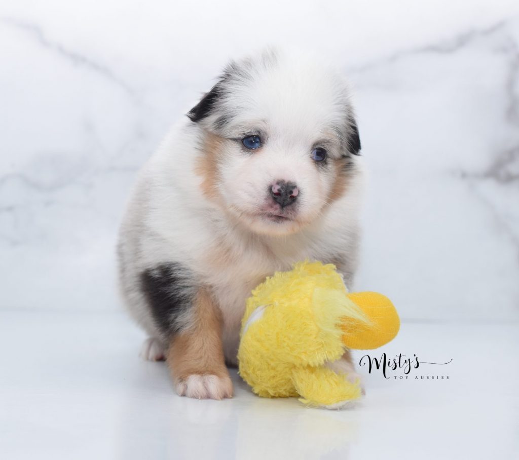 Mini / Toy Australian Shepherd Puppy Breeder