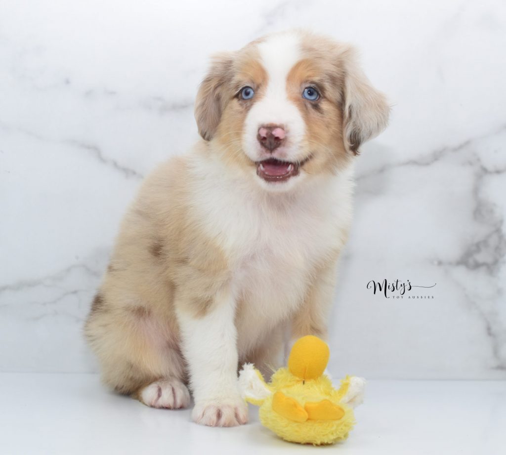 Mini / Toy Australian Shepherd Puppy Fiona Mini / Toy Australian Shepherd Puppy Fiona