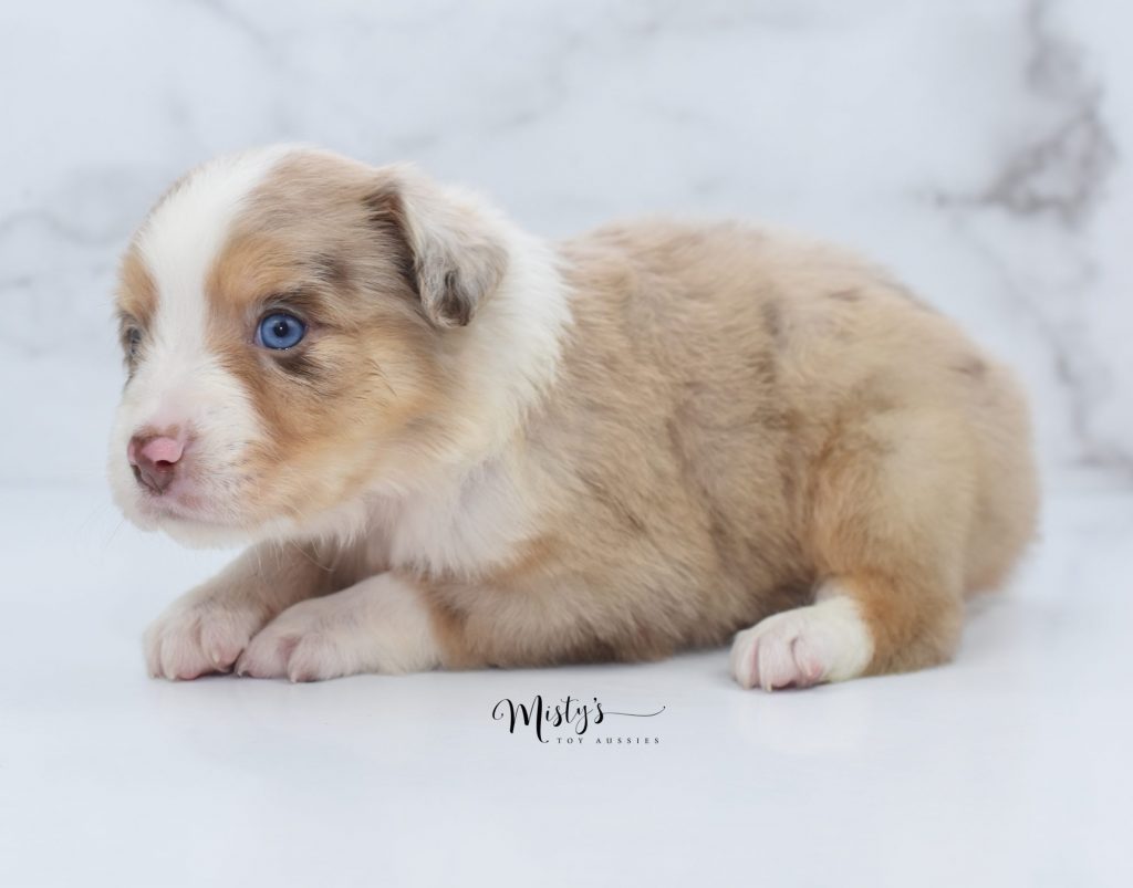 Mini / Toy Australian Shepherd Puppy Breeder