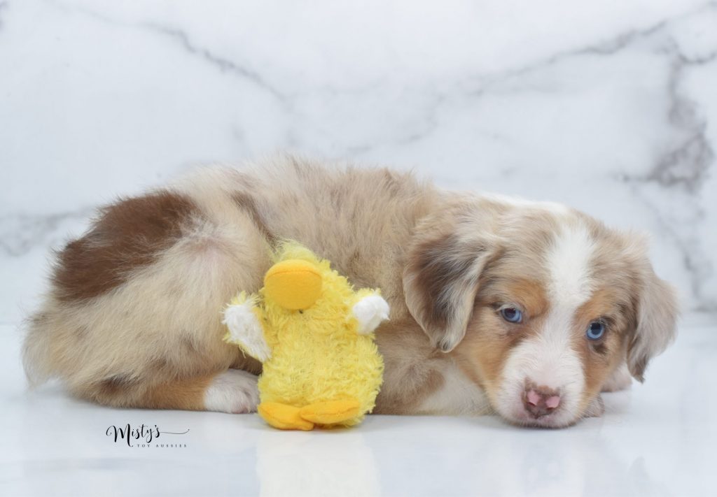 Mini / Toy Australian Shepherd Puppy Fiona