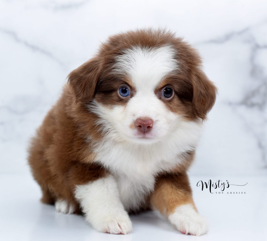 Mini / Toy Australian Shepherd Puppy Havana Mini / Toy Australian Shepherd Puppy Havana