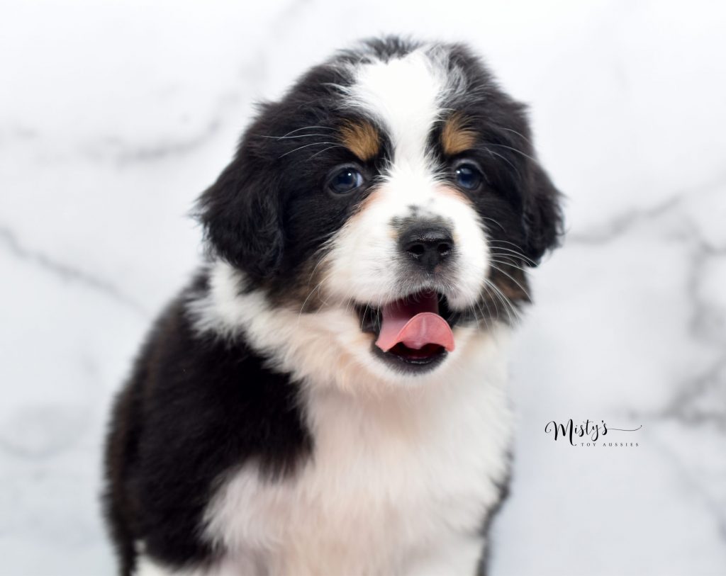 Mini / Toy Australian Shepherd Puppy Hinoki Mini / Toy Australian Shepherd Puppy Hinoki
