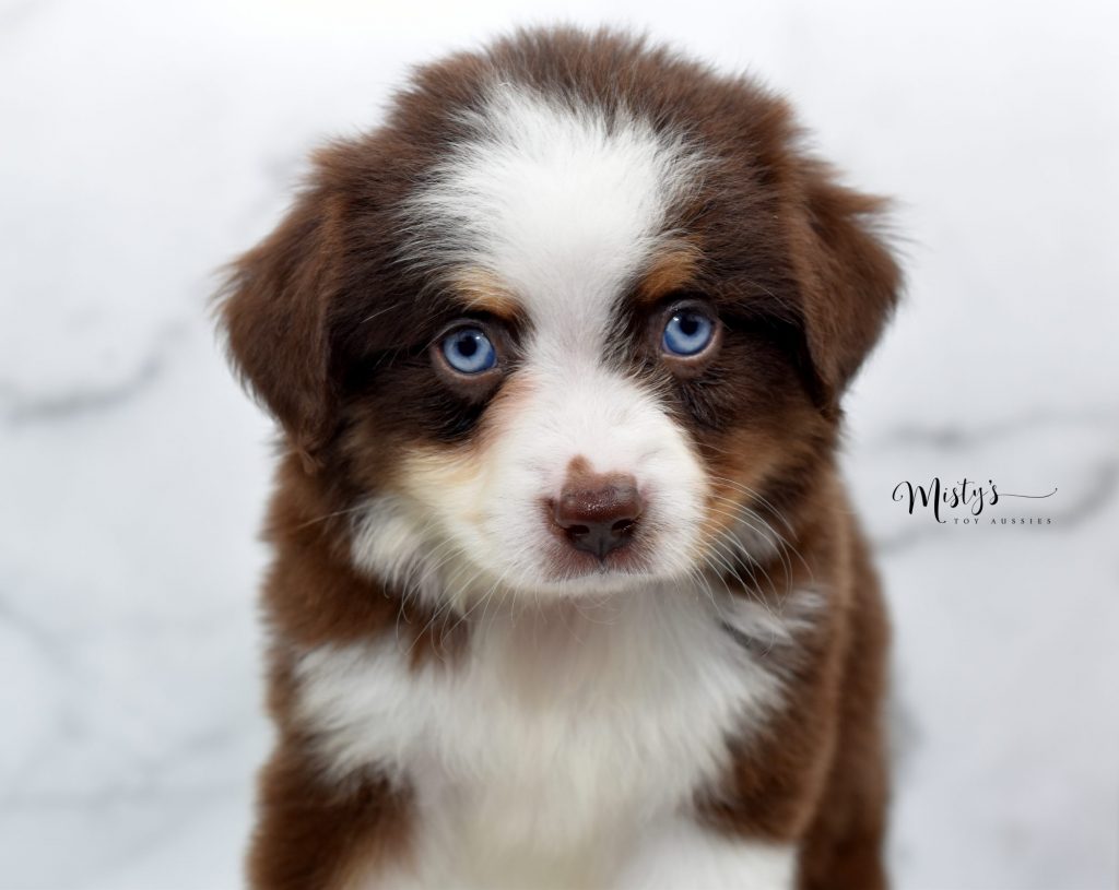 Mini / Toy Australian Shepherd Puppy Logi