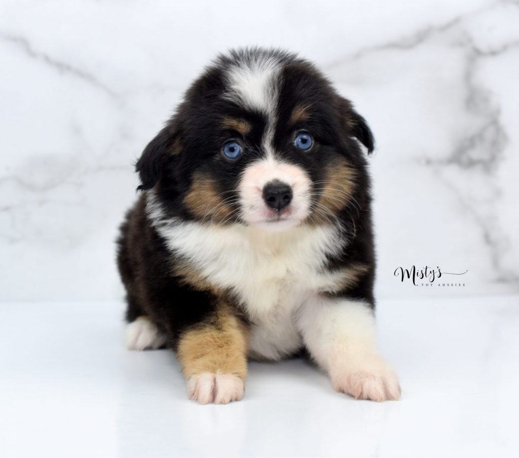 Mini / Toy Australian Shepherd Puppy Lotus Mini / Toy Australian Shepherd Puppy Lotus