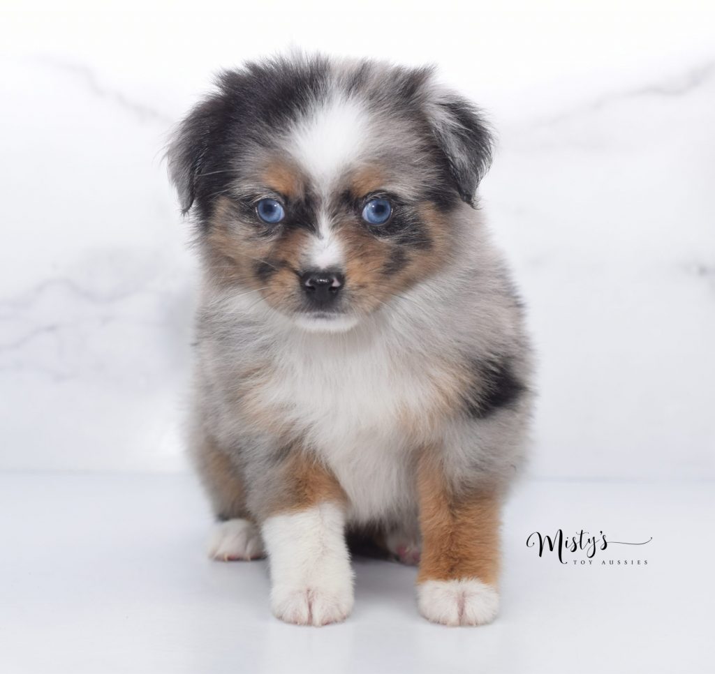 Mini / Toy Australian Shepherd Puppy Pinky for adoption
