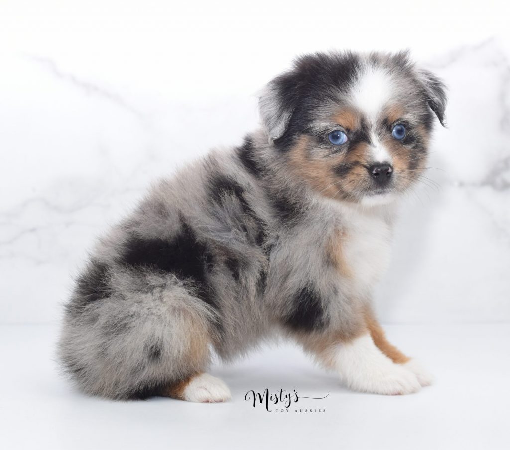 Mini / Toy Australian Shepherd Puppies for sale Mini / Toy Australian Shepherd Puppies for sale