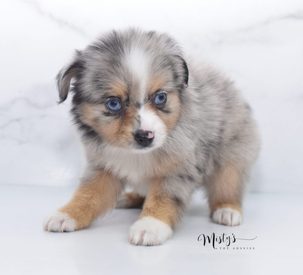 Mini / Toy Australian Shepherd Puppy Soufflé Puppy Breeder Mini / Toy Australian Shepherd Puppy Soufflé Puppy Breeder