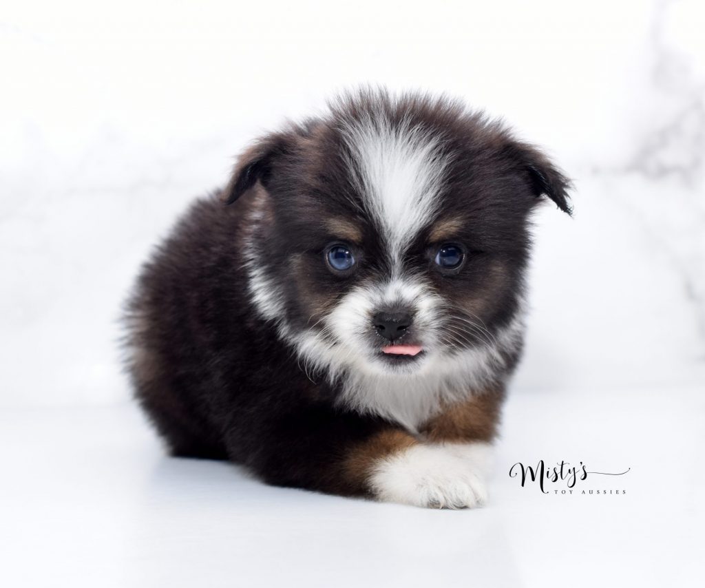 Mini / Toy Australian Shepherd Puppy Teacup Aussies Mini / Toy Australian Shepherd Puppy Teacup Aussies