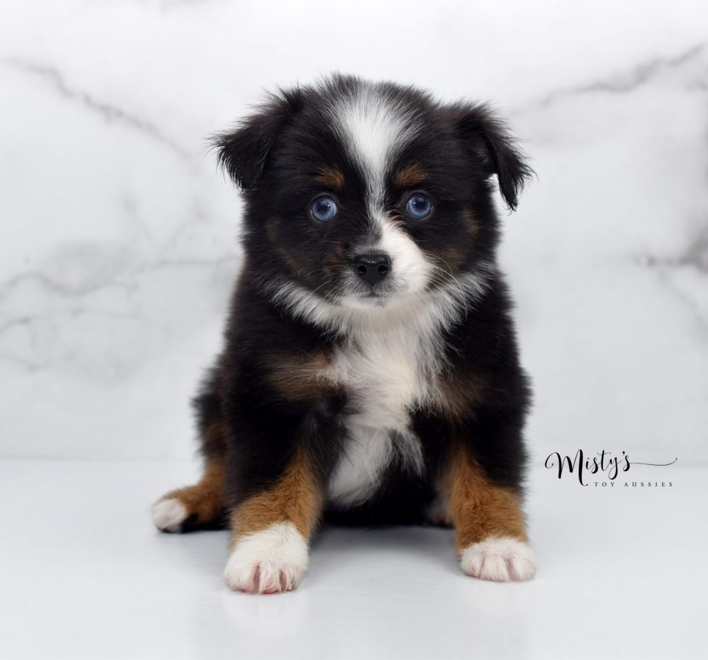 Mini / Toy Australian Shepherd Puppy Sunshine Sitting Mini / Toy Australian Shepherd Puppy Sunshine Sitting
