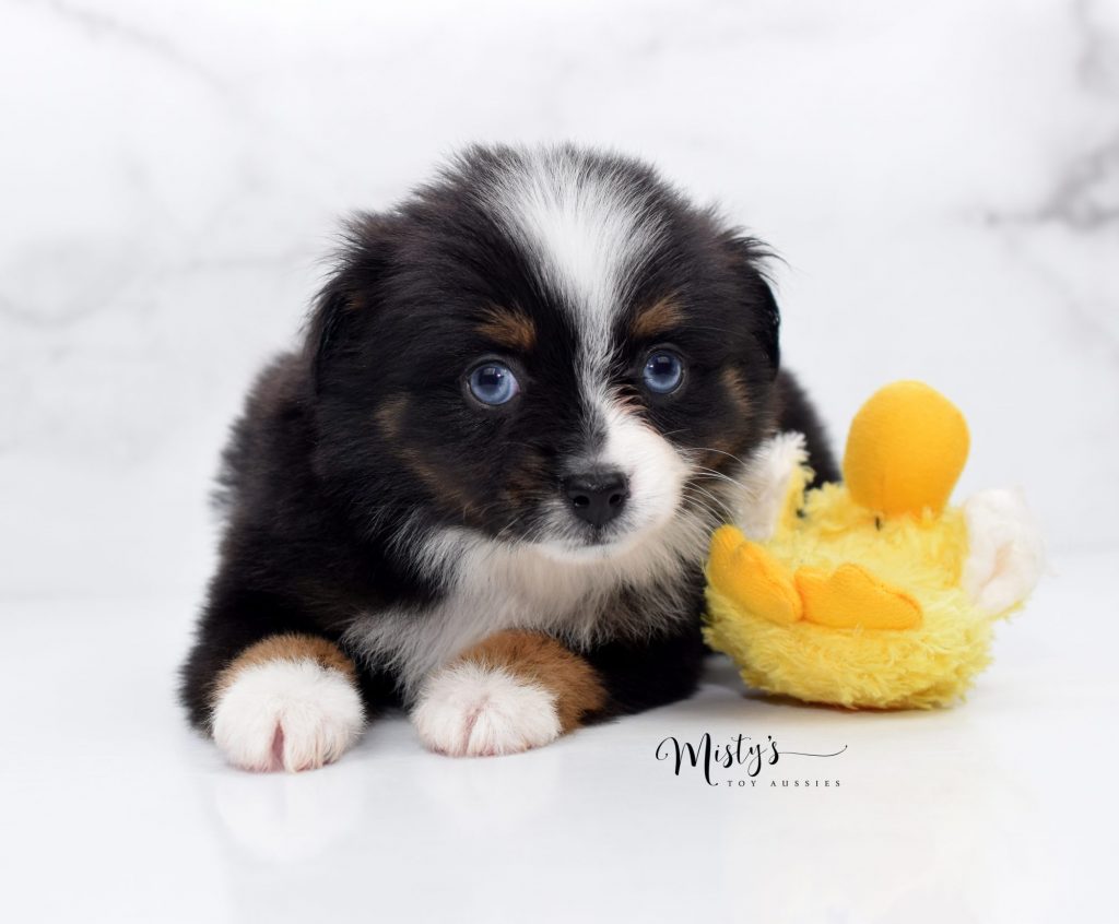 Mini / Toy Australian Shepherd Puppy Sunshine For Sale