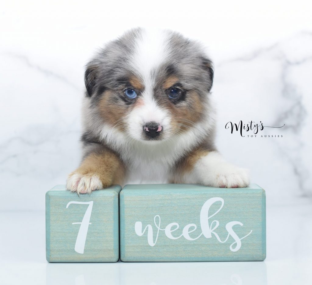 Mini / Toy Australian Shepherd Puppy Tundra Breeder Michigan Mini / Toy Australian Shepherd Puppy Tundra Breeder Michigan
