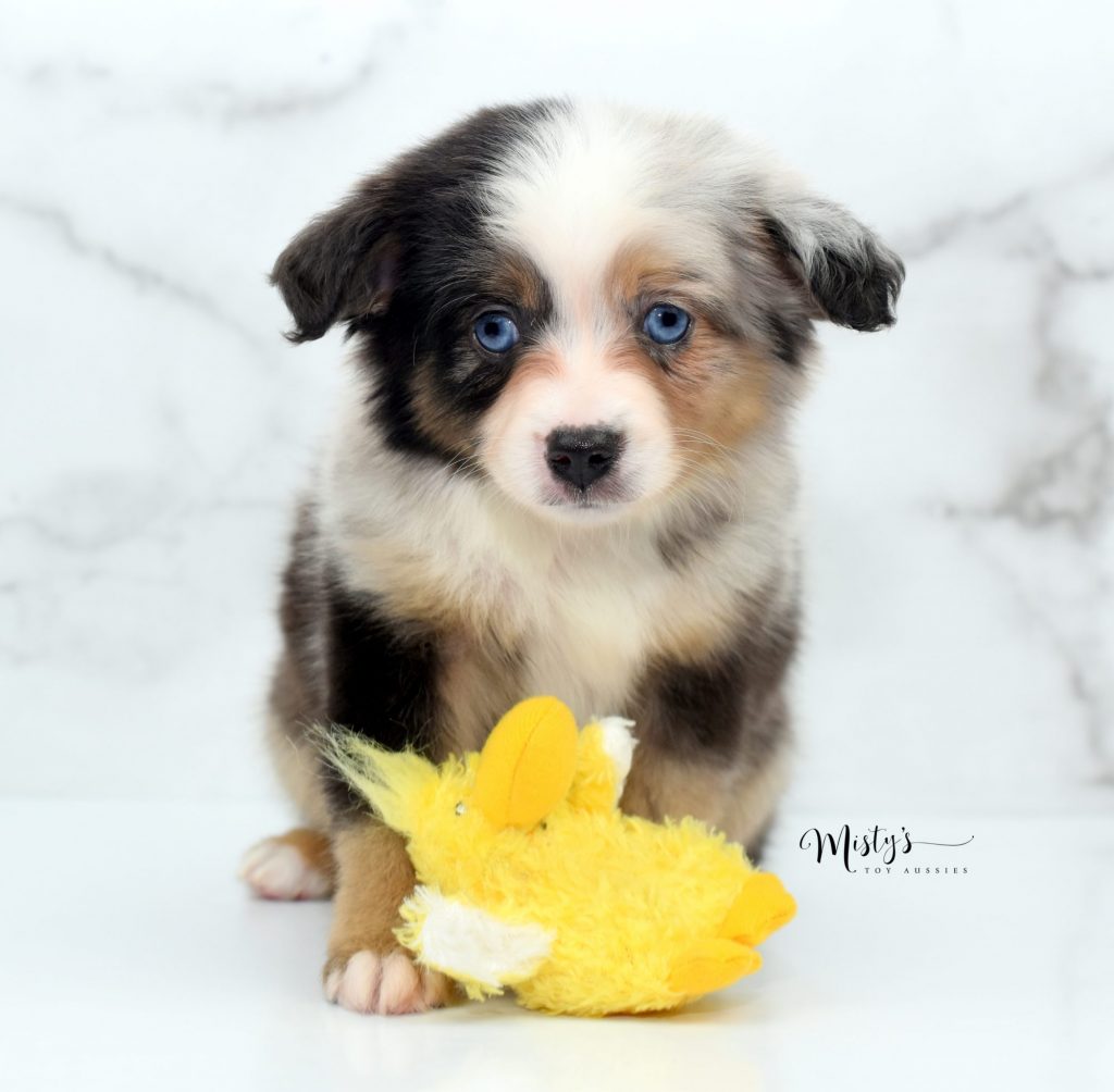 Mini / Toy Australian Shepherd Puppy Blue Merle