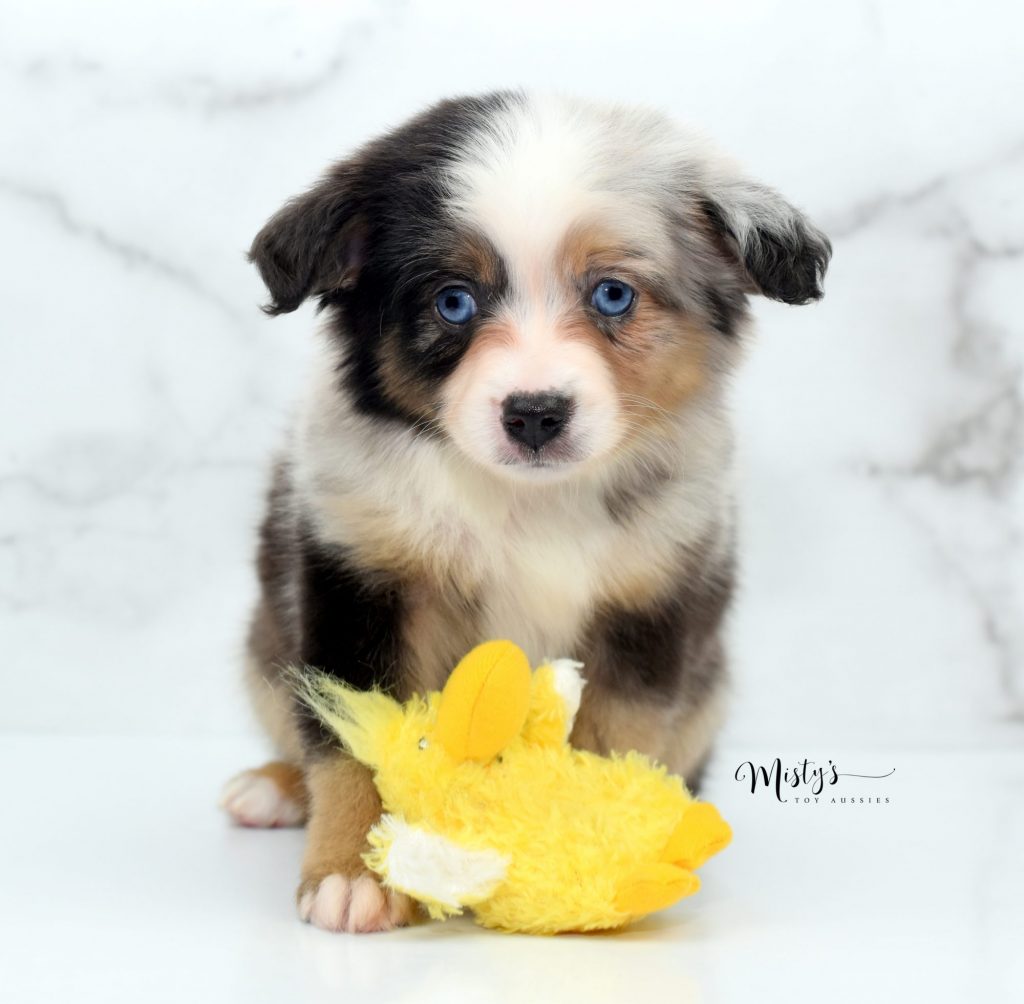 Mini / Toy Australian Shepherd Puppy Blue Merle Mini / Toy Australian Shepherd Puppy Blue Merle