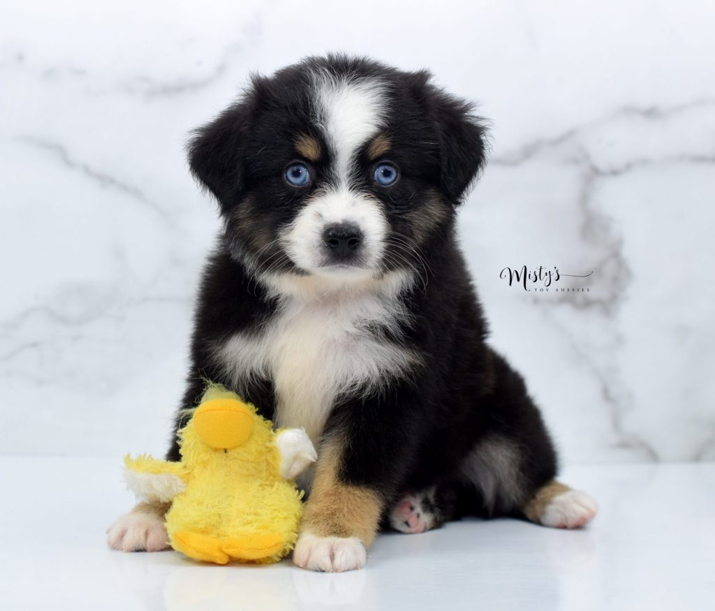 Mini / Toy Australian Shepherd Puppy Yuzu