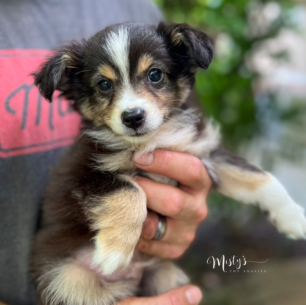 Mini / Toy Australian Shepherd Puppy Cuke Mini / Toy Australian Shepherd Puppy Cuke