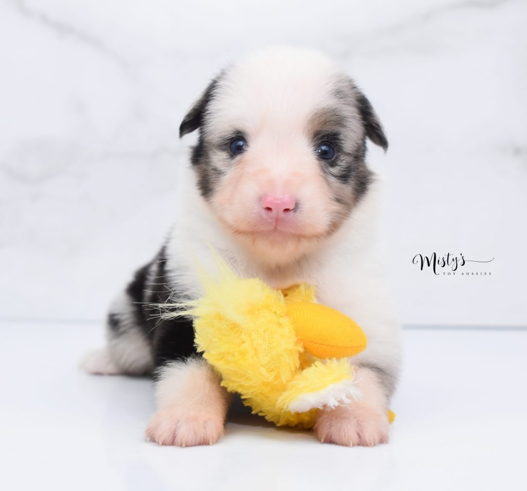 Mini / Toy Australian Shepherd Puppy Beefy