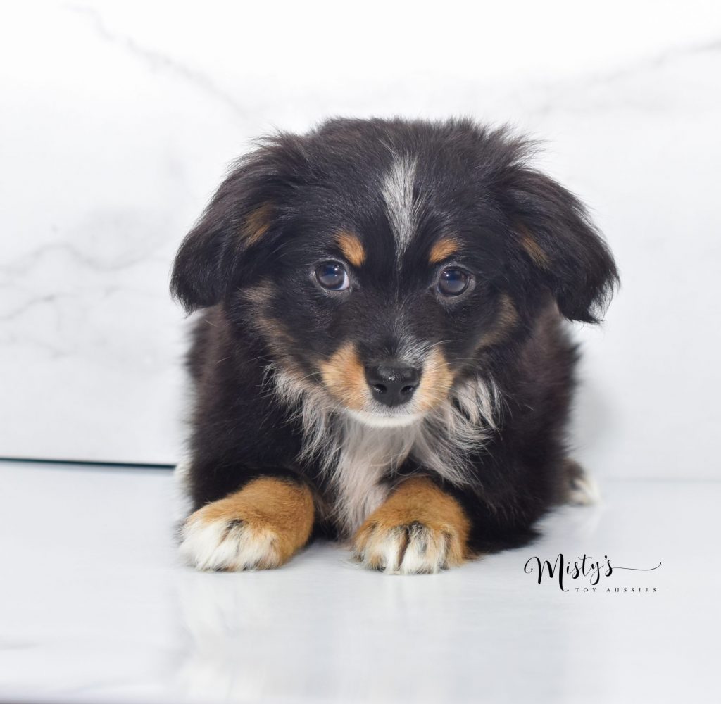 Mini / Toy Australian Shepherd Puppy Quasar Mini / Toy Australian Shepherd Puppy Quasar