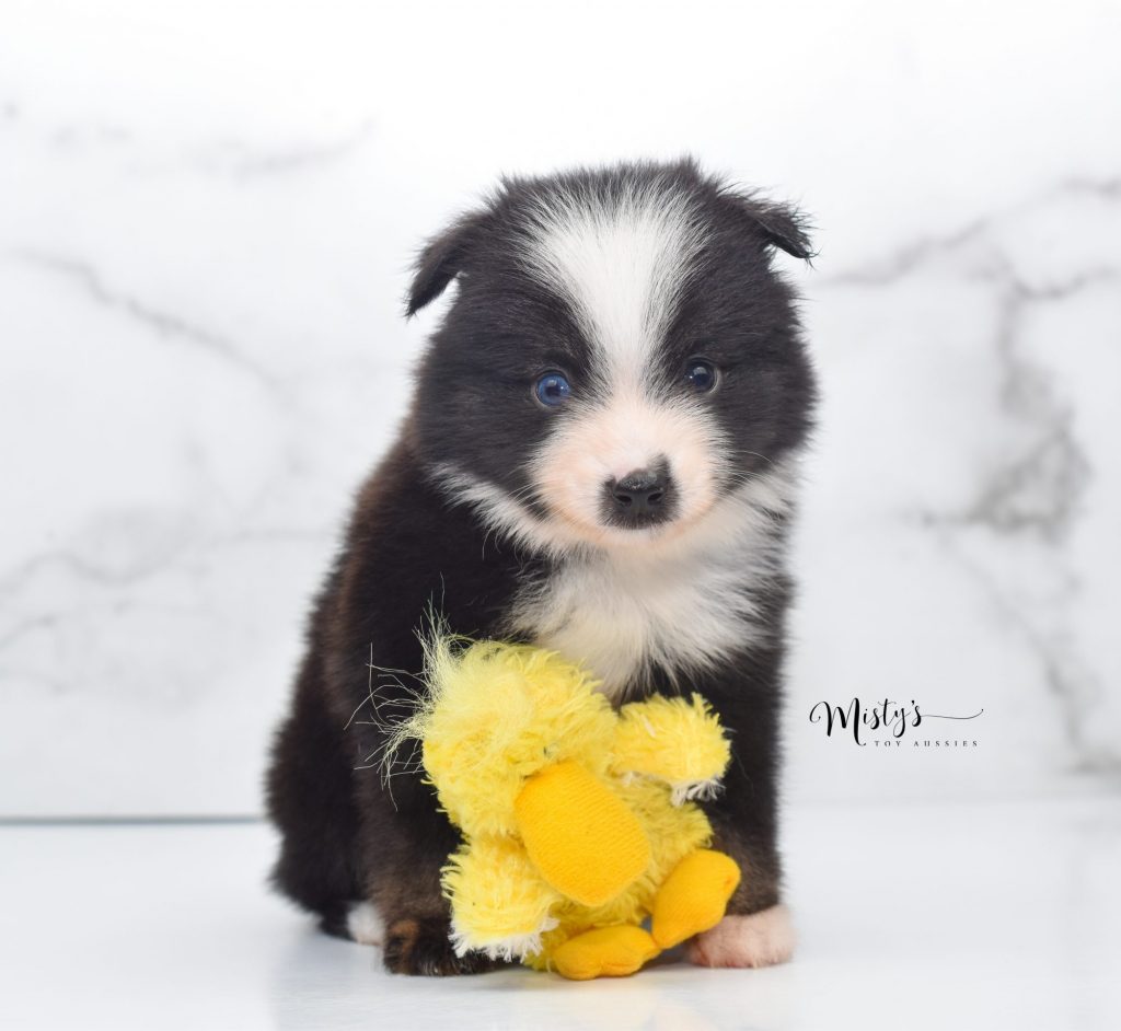 Mini / Toy Australian Shepherd Puppy Bucky