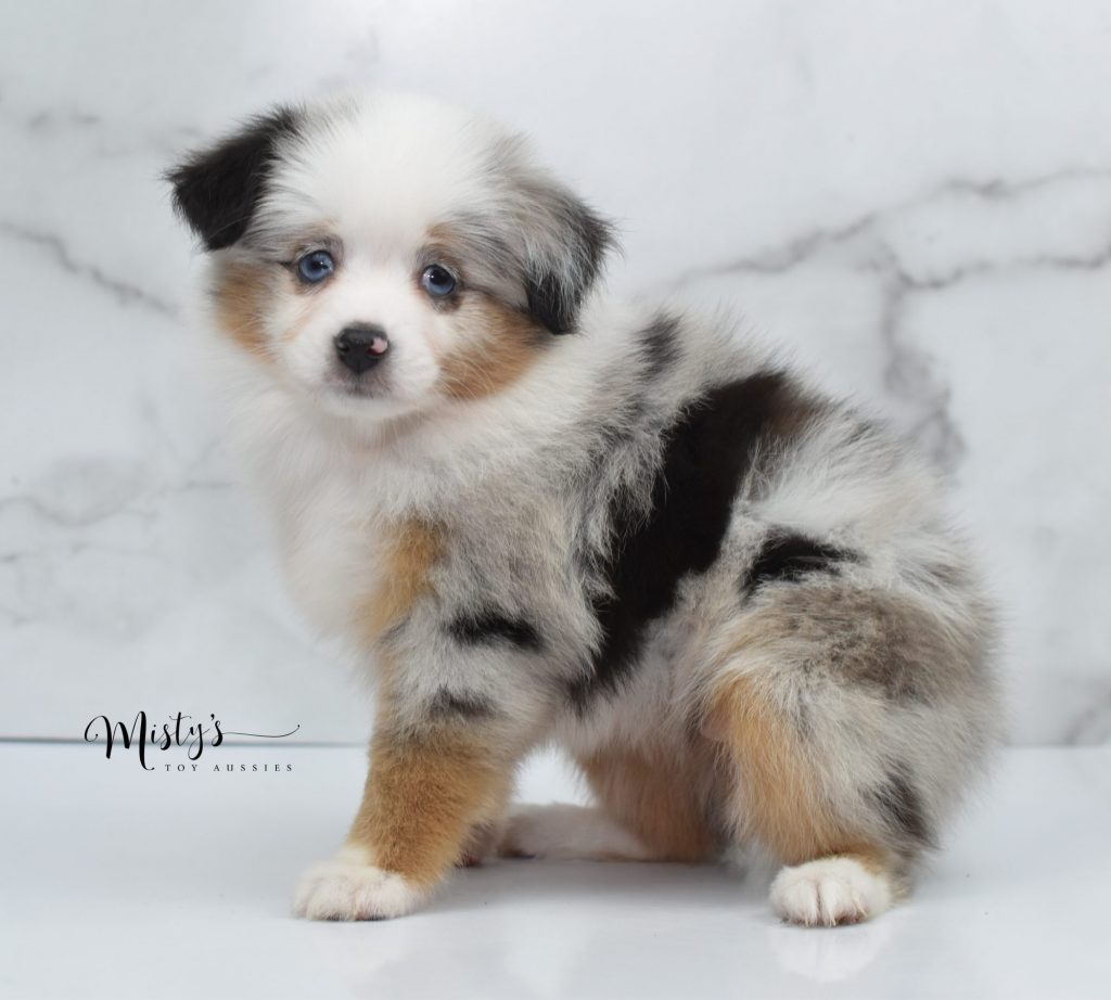 Mini / Toy Australian Shepherd Puppy Mini / Toy Australian Shepherd Puppy