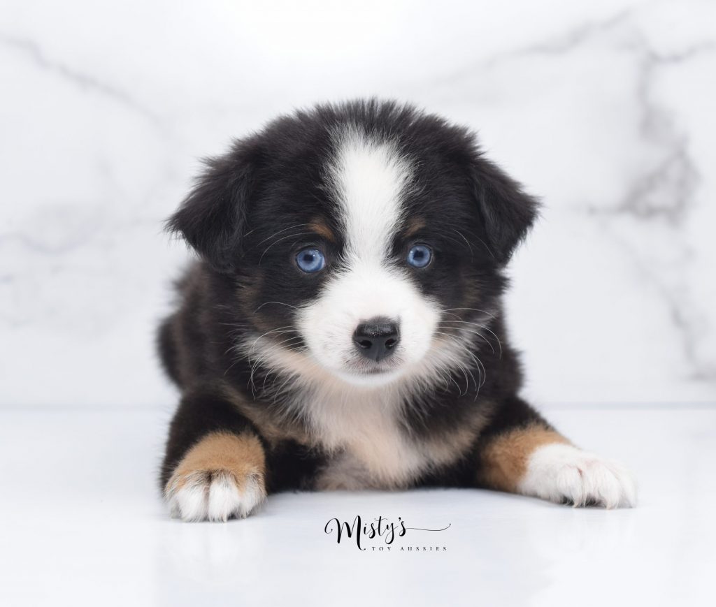 Mini / Toy Australian Shepherd Puppy Mister Mini / Toy Australian Shepherd Puppy Mister