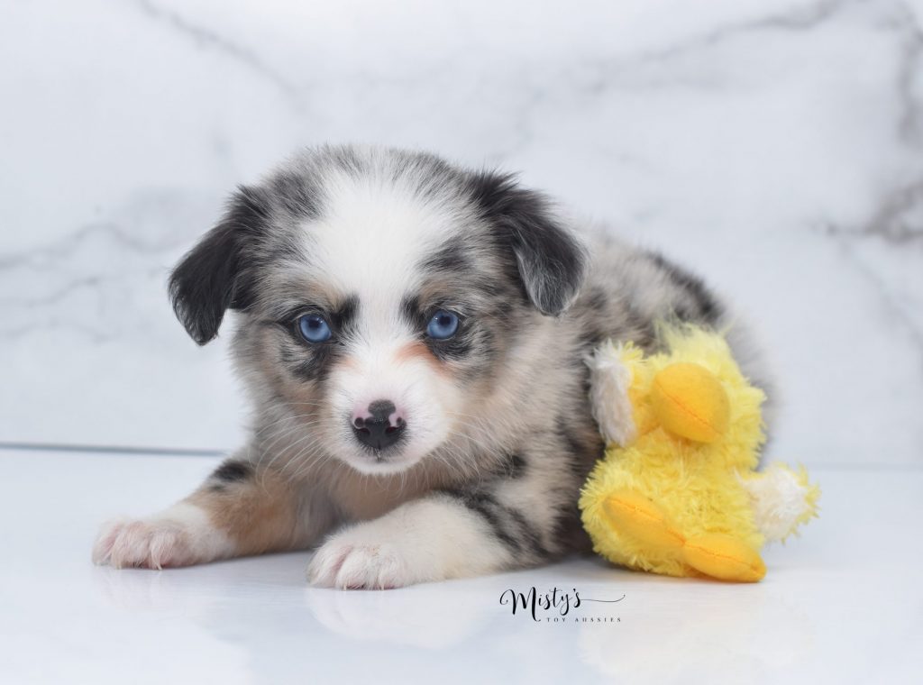 Mini / Toy Australian Shepherd Puppy