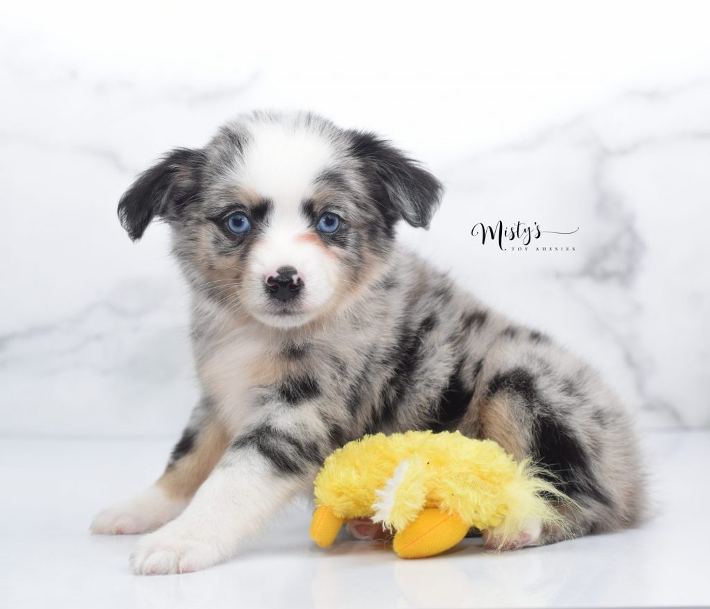 Mini / Toy Australian Shepherd Puppy Oslo Mini / Toy Australian Shepherd Puppy Oslo
