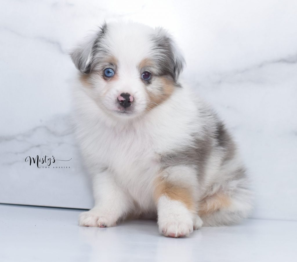 Mini / Toy Australian Shepherd Puppy