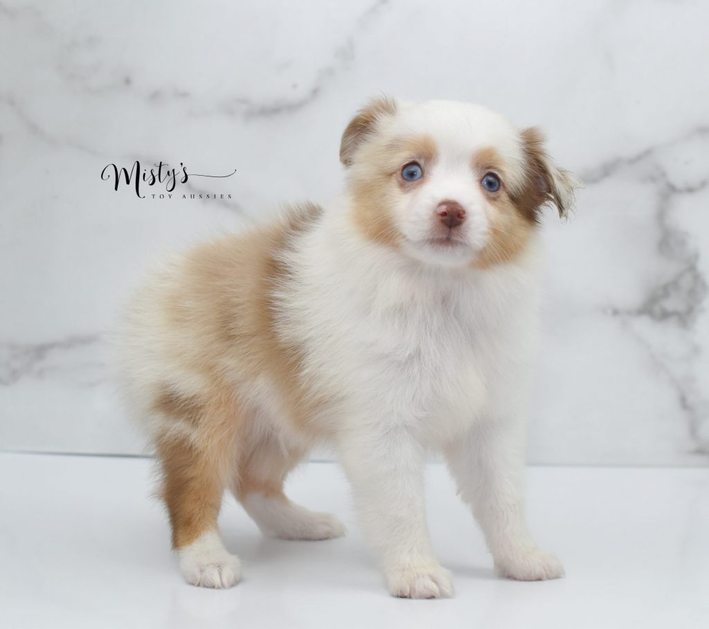 Mini / Toy Australian Shepherd Puppy