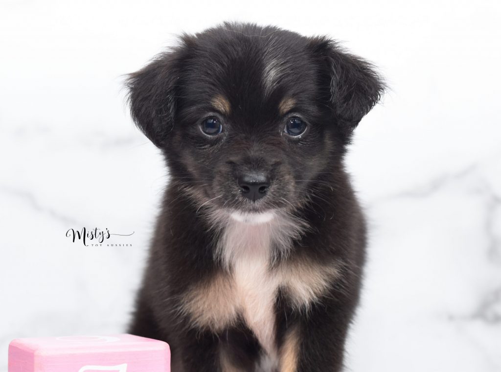 Mini / Toy Australian Shepherd Puppy Tilda