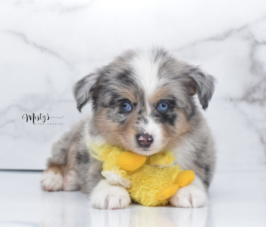 Mini / Toy Australian Shepherd Puppy Gilroy