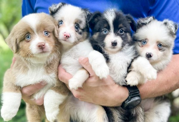 Mistys-toy-aussies-web-puppies-available Mistys-toy-aussies-web-puppies-available