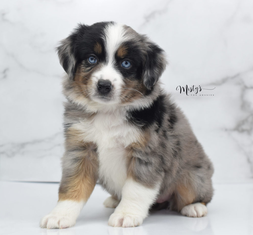 Mini : Toy Australian Shepherd Puppy Bertha Butt 0003 Mini : Toy Australian Shepherd Puppy Bertha Butt 0003
