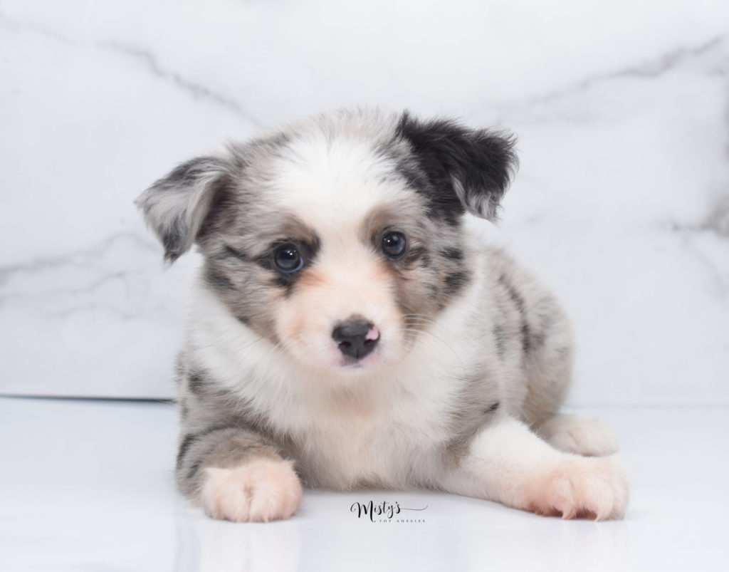 Mini / Toy Australian Shepherd Puppy Blissy