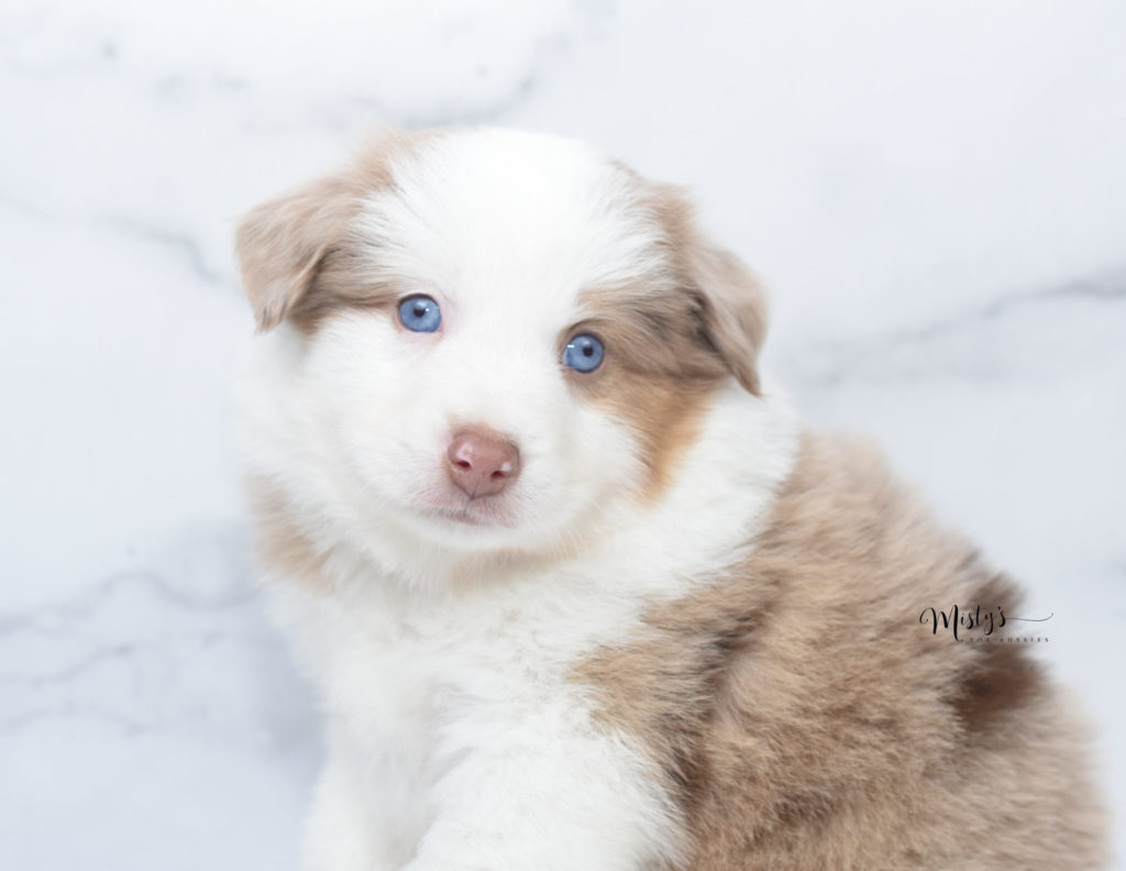 Mini / Toy Australian Shepherd Puppy Chico