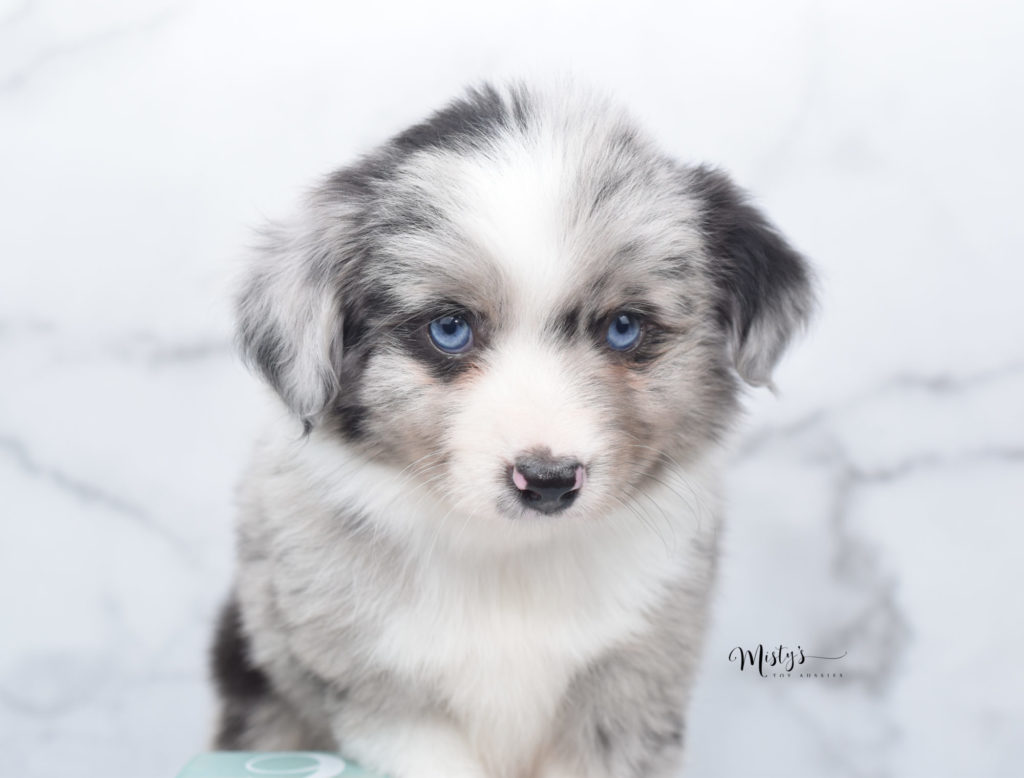 Mini / Toy Australian Shepherd Puppy Crumpet