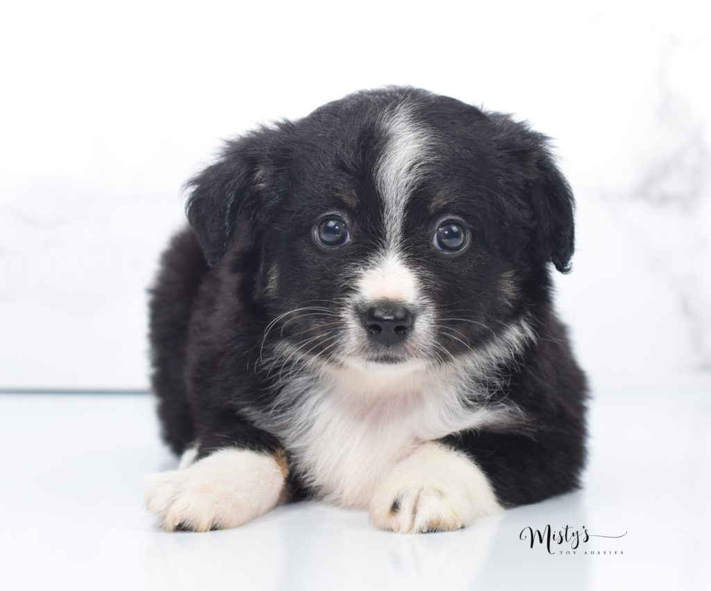 Mini / Toy Australian Shepherd Puppy Dixie