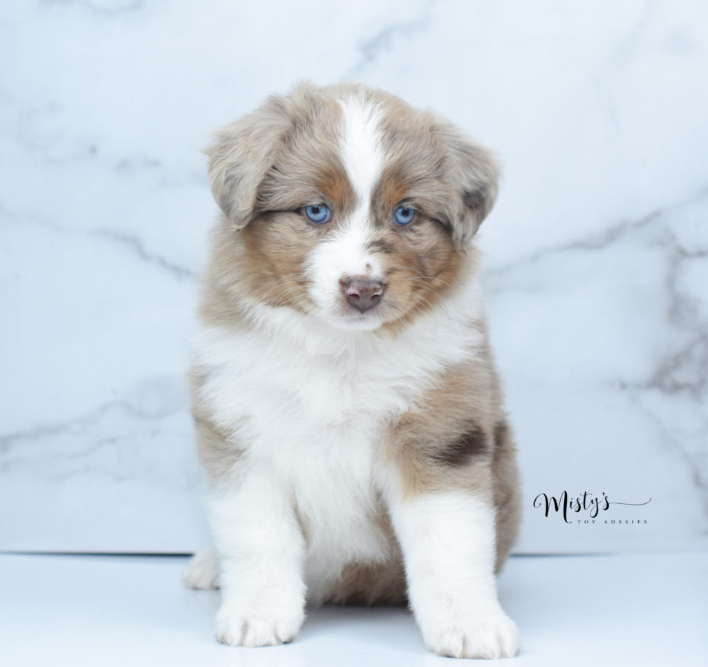 Cocoa | Toy Aussies