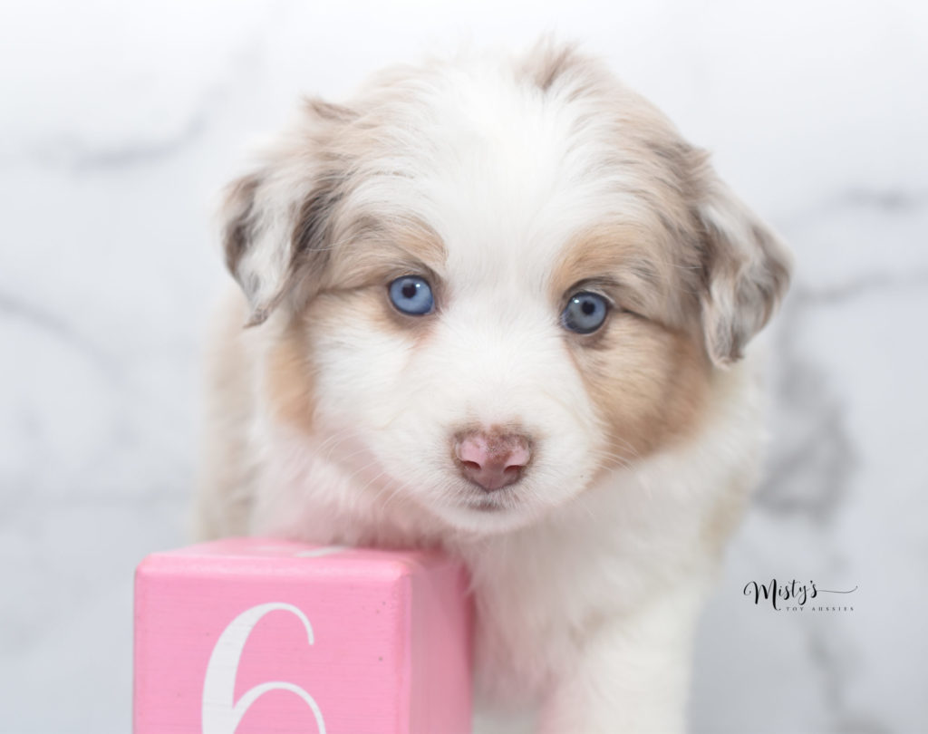 Mini / Toy Australian Shepherd Puppy Miss Wiggles