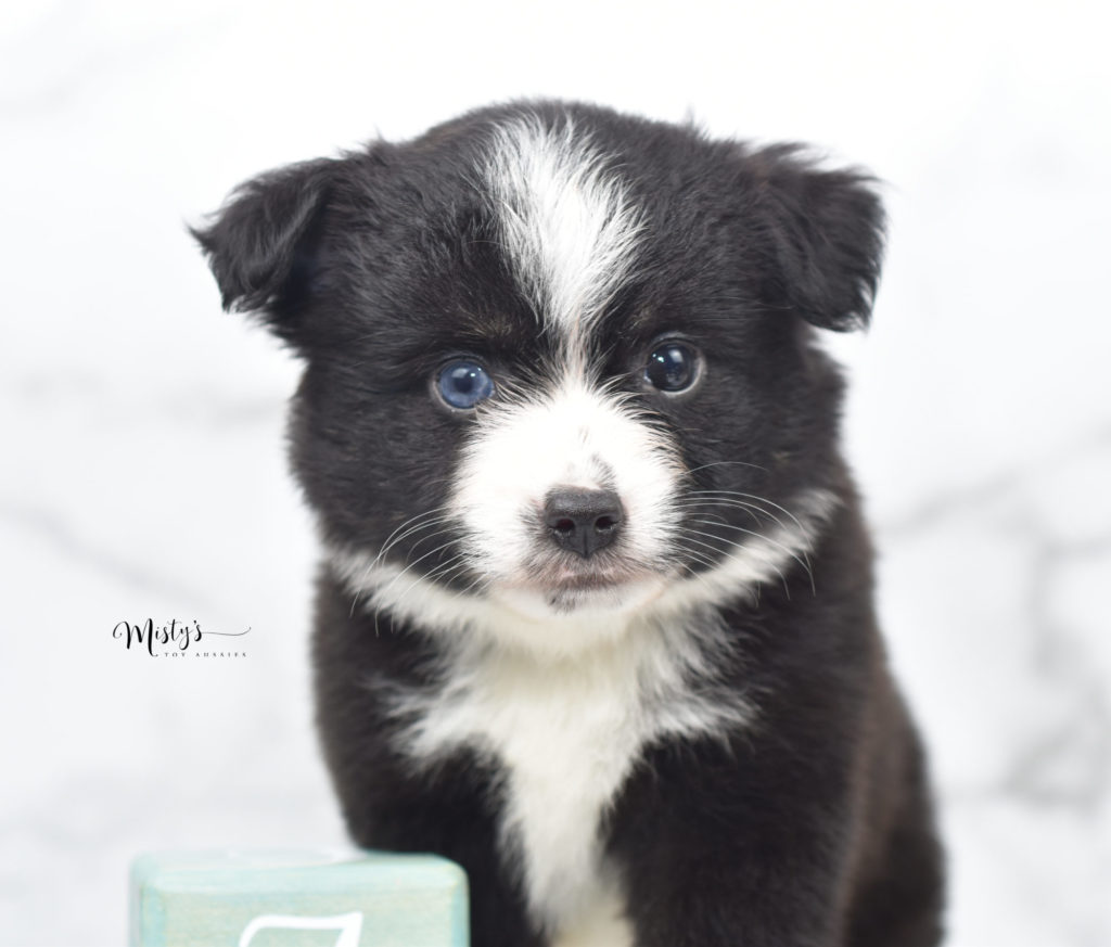 Mini / Toy Australian Shepherd Puppy Woody
