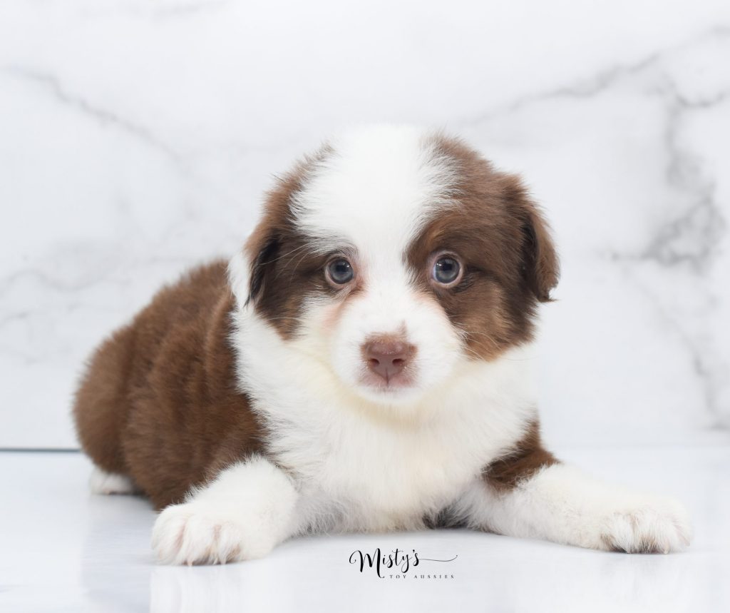 Mini / Toy Australian Shepherd Puppy Aura