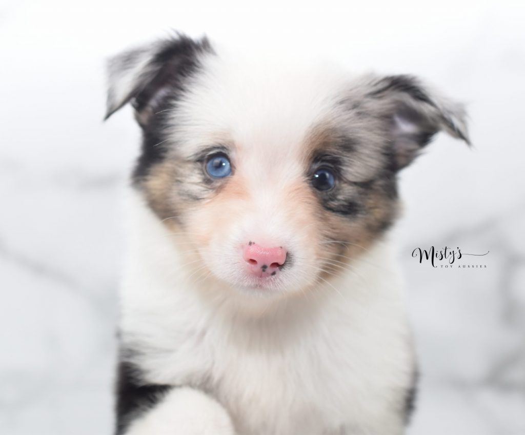 Mini / Toy Australian Shepherd Puppy Beefy Mini / Toy Australian Shepherd Puppy Beefy