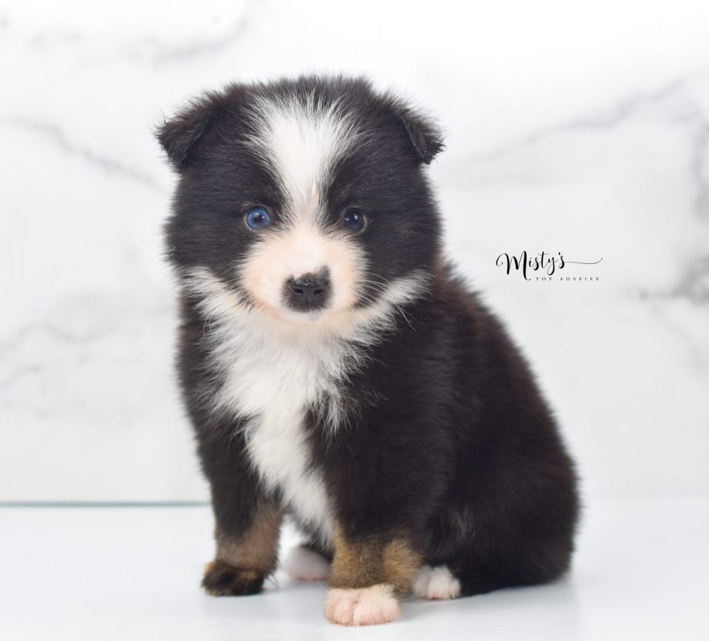 Mini / Toy Australian Shepherd Puppy Bucky Mini / Toy Australian Shepherd Puppy Bucky