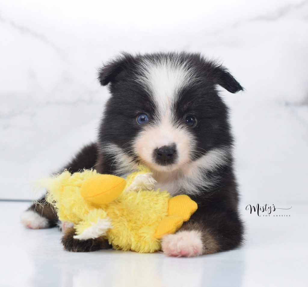 Mini / Toy Australian Shepherd Puppy Bucky